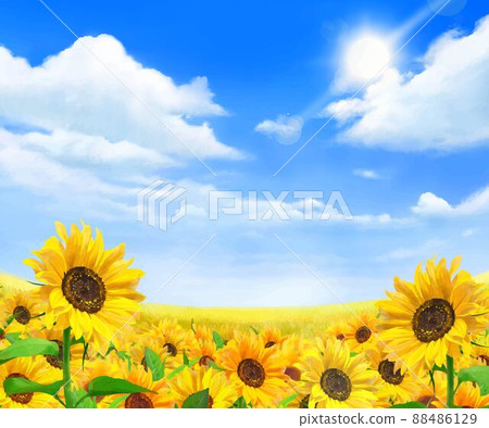 Early summer frame background material of a refreshing sunflower field where beautiful sunflowers bloom under the sun shining in the blue sky with clouds 88486129