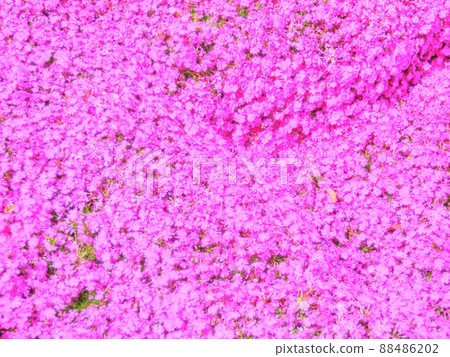 Bright pink moss phlox 88486202