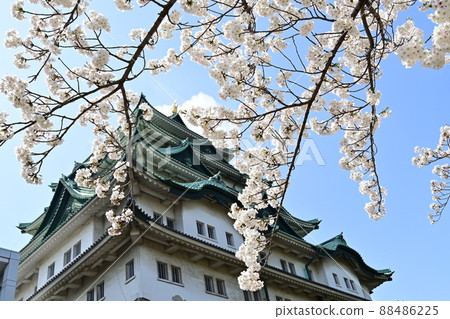 Yoshino cherry tree in full bloom and Nagoya Castle Honmaru Yoshino cherry tree in full bloom and Nagoya Castle Honmaru 88486225