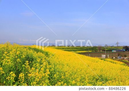 Rape blossoms in Watarase Retarding Ground Rape blossoms in Watarase Retarding Ground 88486226