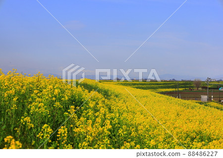 Rape blossoms in Watarase Retarding Ground Rape blossoms in Watarase Retarding Ground 88486227