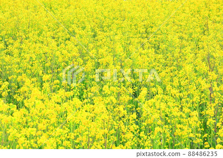 Rape blossoms in Watarase Retarding Ground Rape blossoms in Watarase Retarding Ground 88486235