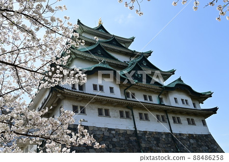 Yoshino cherry tree in full bloom and Nagoya Castle Honmaru Yoshino cherry tree in full bloom and Nagoya Castle Honmaru 88486258