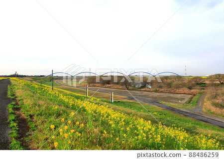 Rape blossoms and Shinmikuni Bridge / Koga City, Ibaraki Prefecture Rape blossoms and Shinmikuni Bridge / Koga City, Ibaraki Prefecture 88486259