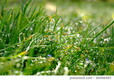 晨露閃耀的草地 88486465