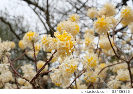Mitsumata in full bloom 88486526