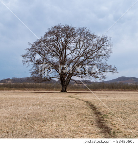 Toyokoro Town, Hokkaido Spring Harunire Tree 88486603