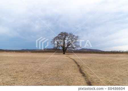 Toyokoro Town, Hokkaido Spring Harunire Tree 88486604