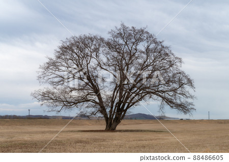 Toyokoro Town, Hokkaido Spring Harunire Tree 88486605