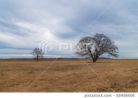 Toyokoro Town, Hokkaido Spring Harunire Tree 88486606