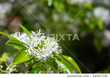 Nanja Monja taken in close-up 88487336