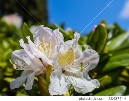 Opening of beautiful white flower of Rhododendron 'Cunningham's White' in the spring garden Opening of beautiful white flower of Rhododendron 'Cunningham's White' in the spring garden 88487344