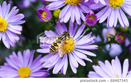 Beautiful blue flowers Sapphire Mist.Aster dumosus with a bee in autumn garden 88487345