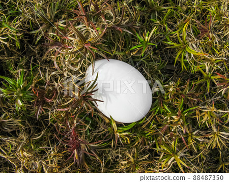 White egg among the plants in the garden in early spring 88487350