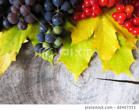 Yellow fallen maple leaves, bunches of black grapes and red berries of viburnum on the stump. Autumn colorful background 88487353