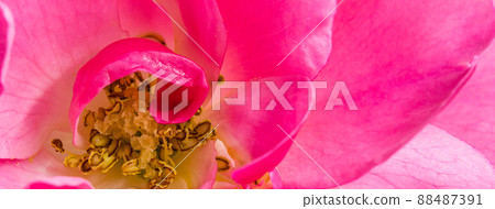 Botanical concept, wedding invitation card - Soft focus, abstract floral background, pink rose flower petals. Macro flowers backdrop for holiday design 88487391