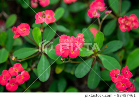 Crown-of-thorns flower taken in close-up Crown-of-thorns flower taken in close-up 88487461