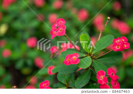 Crown-of-thorns flower taken in close-up 88487463