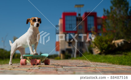 Jack russell terrier dog rides a penny board outdoors. Jack russell terrier dog rides a penny board outdoors. 88487516