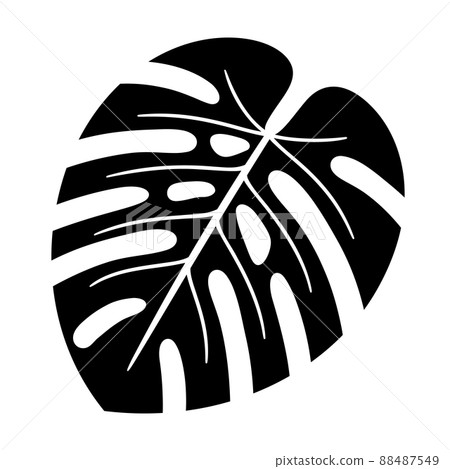Monstera Illustration_Silhouette Monstera Illustration_Silhouette 88487549