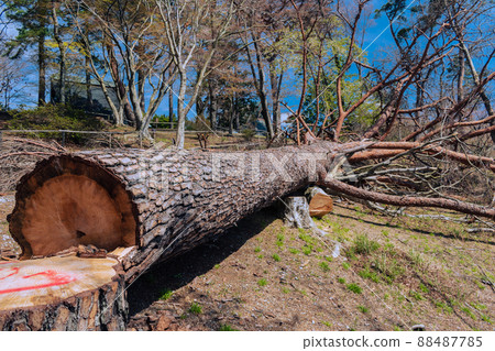一棵被砍倒的紅松大樹 一棵被砍倒的紅松大樹 88487785