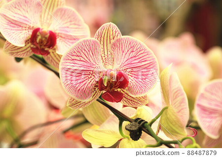蝴蝶蘭花,蝴蝶蘭花,蝴蝶蘭花 蝴蝶蘭花,蝴蝶蘭花,蝴蝶蘭花 88487879