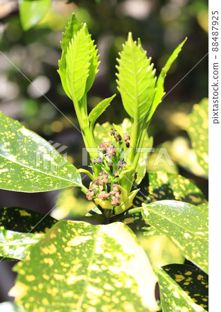 Colorful young leaves and flowers of Japanese laurel (variegated Japanese laurel) 88487925