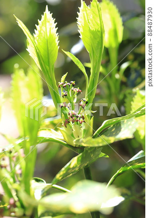 日本月桂（雜色日本月桂）五顏六色的幼葉和花 88487930