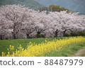 spring! Collaboration of cherry blossoms and rape blossoms 88487979