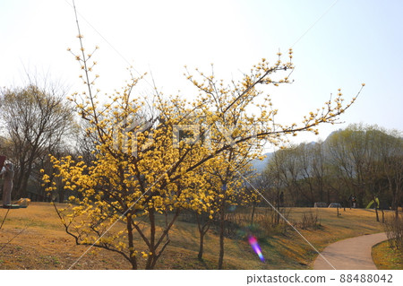 玉米油 玉米油 88488042