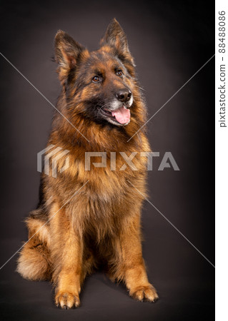 A bright German shepherd with a long coat sits on a black background A bright German shepherd with a long coat sits on a black background 88488086
