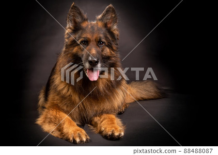 A bright German shepherd with a long coat sits on a black background A bright German shepherd with a long coat sits on a black background 88488087