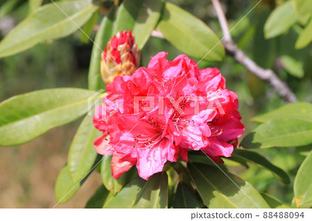 明亮的杜鵑花 明亮的杜鵑花 88488094