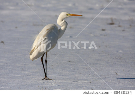 Great egret (Ardea alba) in the snow 88488124
