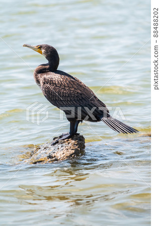 Great cormorant, Phalacrocorax carbo, standing on a stone on the sea shore. Great cormorant, Phalacrocorax carbo, standing on a stone on the sea shore. 88488202