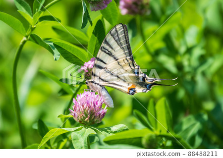 Beautiful Butterfly Scarce Swallowtail, Sail Swallowtail, Pear-tree Swallowtail, Podalirius. Latin name Iphiclides podaliriu. Butterfly collects nectar on flower. 88488211