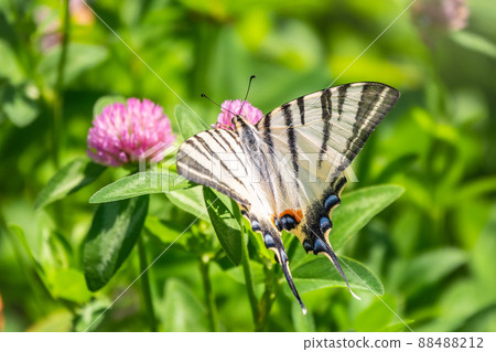 Beautiful Butterfly Scarce Swallowtail, Sail Swallowtail, Pear-tree Swallowtail, Podalirius. Latin name Iphiclides podaliriu. Butterfly collects nectar on flower. 88488212