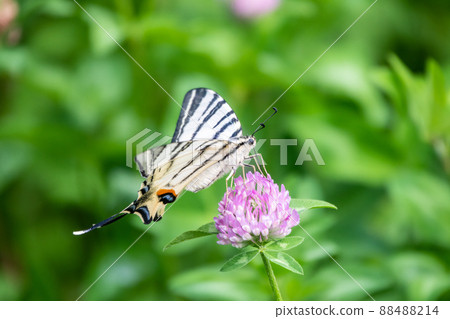 Beautiful Butterfly Scarce Swallowtail, Sail Swallowtail, Pear-tree Swallowtail, Podalirius. Latin name Iphiclides podaliriu. Butterfly collects nectar on flower. 88488214