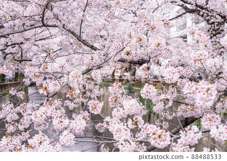 《Tokyo》 Meguro River in full bloom, famous place for cherry blossoms 88488533