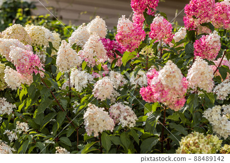 Hydrangea paniculata Vanille Fraise on a stem Hydrangea paniculata Vanille Fraise on a stem 88489142