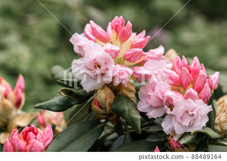 Rhododendron rhyakushimanum weissenteld double flowers in garden Rhododendron rhyakushimanum weissenteld double flowers in garden 88489164