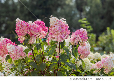 Hydrangea paniculata Vanille Fraise on a stem Hydrangea paniculata Vanille Fraise on a stem 88489206