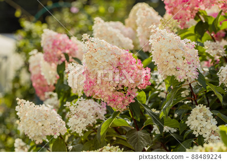 Hydrangea paniculata Vanille Fraise on a stem Hydrangea paniculata Vanille Fraise on a stem 88489224