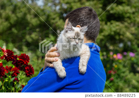 Siberian cat breed Neva Masquerade in the hands of the owner Siberian cat breed Neva Masquerade in the hands of the owner 88489225
