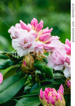 Rhododendron rhyakushimanum weissenteld double flowers in garden Rhododendron rhyakushimanum weissenteld double flowers in garden 88489226