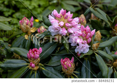 Rhododendron rhyakushimanum weissenteld double flowers in garden 88489231