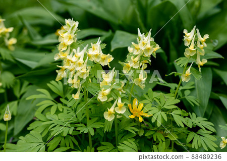 Brunnera macrophylla. Large green leaves and inflorescences with small blue flowers have formed continuous thickets. Brunnera macrophylla. Large green leaves and inflorescences with small blue flowers have formed continuous thickets. 88489236