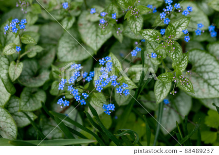 Brunnera macrophylla. Large green leaves and inflorescences with small blue flowers have formed continuous thickets. 88489237