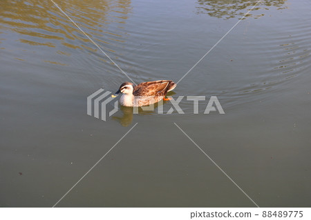 Thunder Duck 88489775