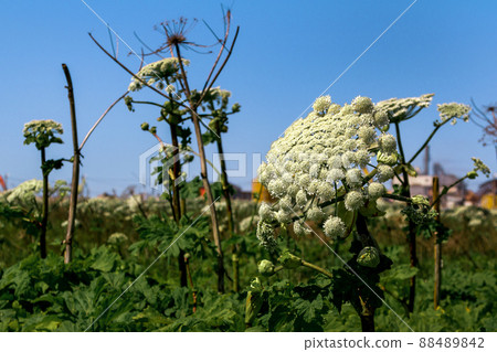Giant Hogweed plant giant Hogweed Sosnowski, growing in the field, Heracleum manteggazzianum Giant Hogweed plant giant Hogweed Sosnowski, growing in the field, Heracleum manteggazzianum 88489842